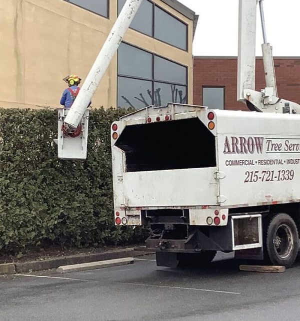 Hedge & Shrub Pruning - Arrow Tree Service