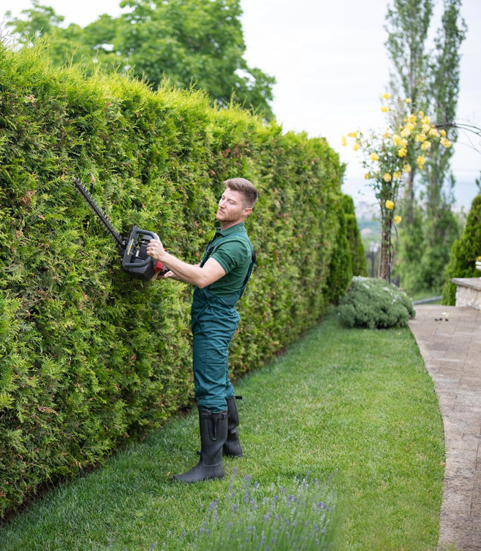 commercial tree pruning and hedge trimming Harleysville Pa